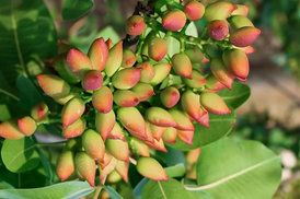  Aflatoxins in Pistachios and their health effects