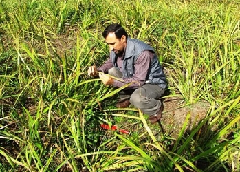 Rediscovering Iran's plant genetic treasure Vaj plant and its applications