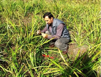 Rediscovering Iran's plant genetic treasure Vaj plant and its applications