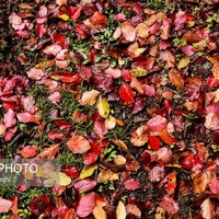 پاییز در مناطق دودانگه چهاردانگه ساری