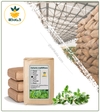 گیاه آویشن شیرازی خشک فله
