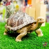 فیگور حیوانات ماکت لاک پشت اسباب بازی 1312 Land turtle figure