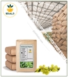 گیاه خرگوشک خشک فله