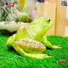 فیگور حیوانات ماکت قورباغه اسباب بازی Frog﻿﻿ fiqure 1107
