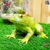فیگور حیوانات ماکت قورباغه اسباب بازی Frog﻿﻿ fiqure 1107