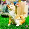 فیگور حیوانات ماکت گربه اسباب بازی Cat﻿﻿ fiqure 1835