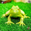 فیگور حیوانات ماکت قورباغه اسباب بازی Frog﻿﻿ fiqure 1107