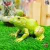 فیگور حیوانات ماکت قورباغه اسباب بازی Frog﻿﻿ fiqure 1107