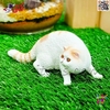 فیگور حیوانات ماکت گربه اسباب بازی Fiquer of cat 1548