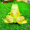فیگور حیوانات ماکت قورباغه اسباب بازی Frog﻿﻿ fiqure 1107