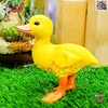 فیگور حیوانات ماکت اردک اسباب بازی Duck figure 1388