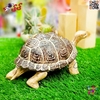 فیگور حیوانات ماکت لاک پشت اسباب بازی 1312 Land turtle figure