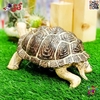 فیگور حیوانات ماکت لاک پشت اسباب بازی 1312 Land turtle figure