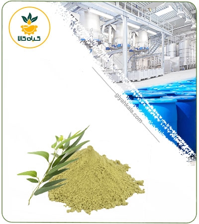 عصاره اکالیپتوس خشک یا پودری