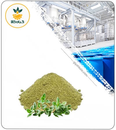 عصاره آویشن شیرازی خشک یا پودری