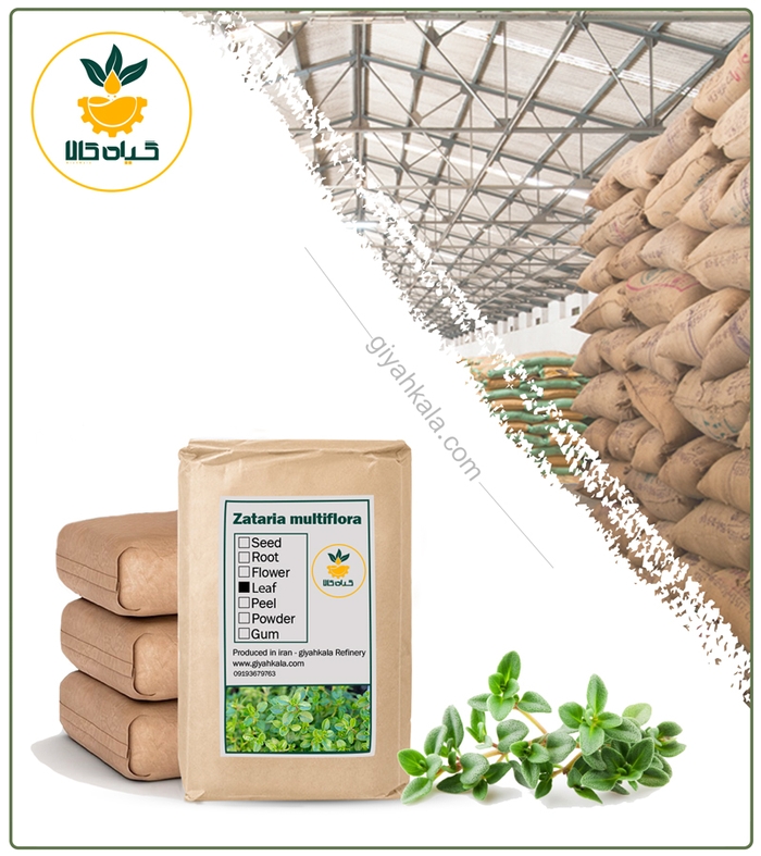 گیاه آویشن شیرازی خشک فله