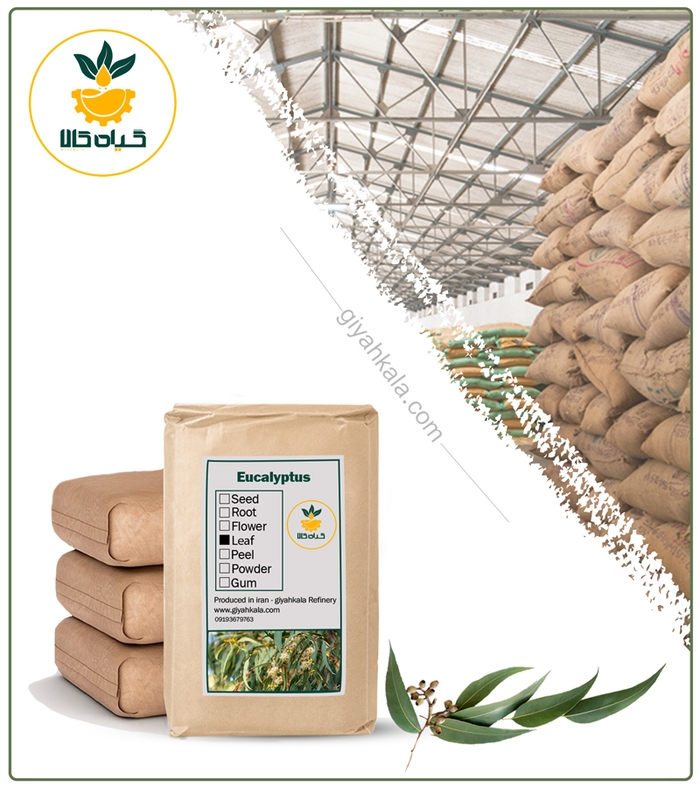 گیاه اکالیپتوس خشک فله