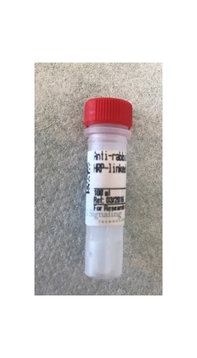 rabbit monoclonal hrp linked antibody