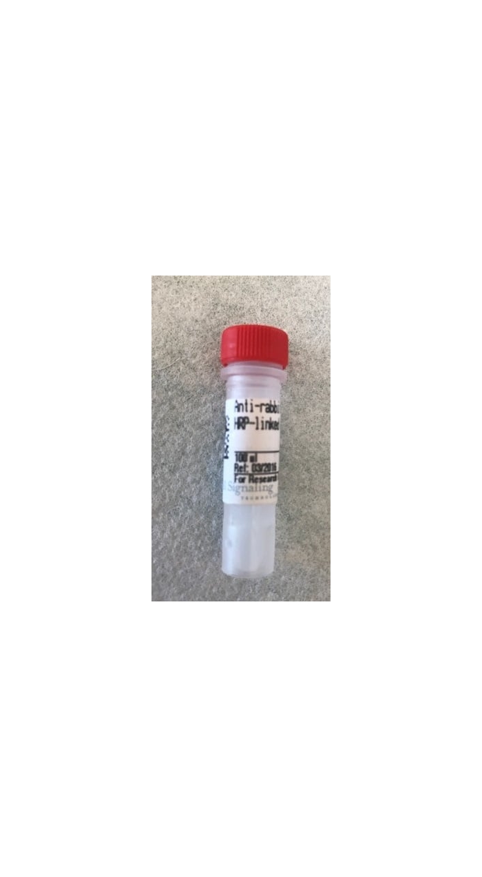 rabbit monoclonal hrp linked antibody
